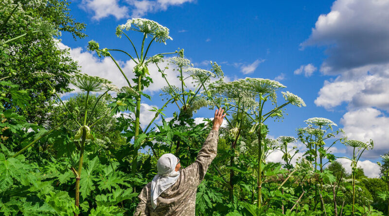 shutterstock_2495687087-pic_32ratio_900x600-900×600-71022