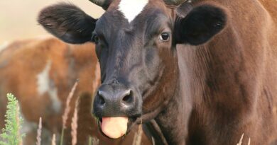 cow_02