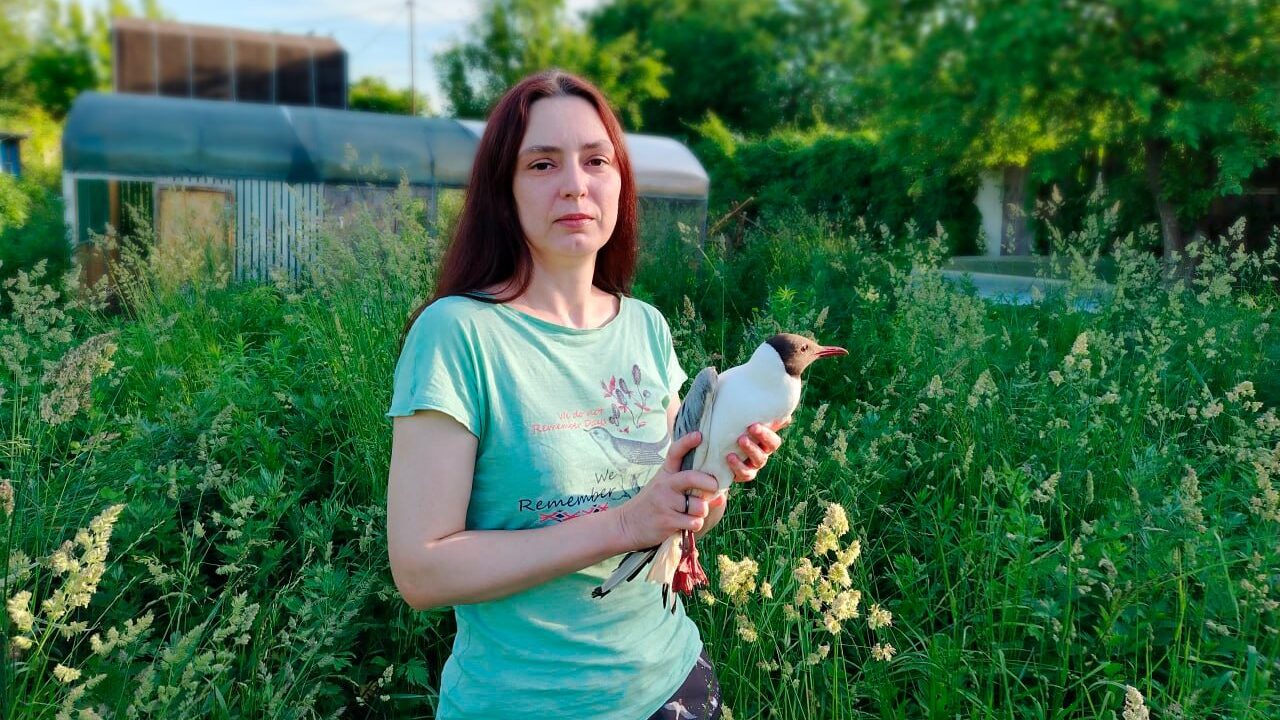 «Здесь даже воробьям стало некомфортно»
