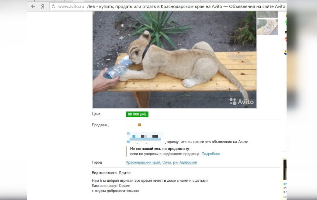 Одно из объявлений о продаже львенка