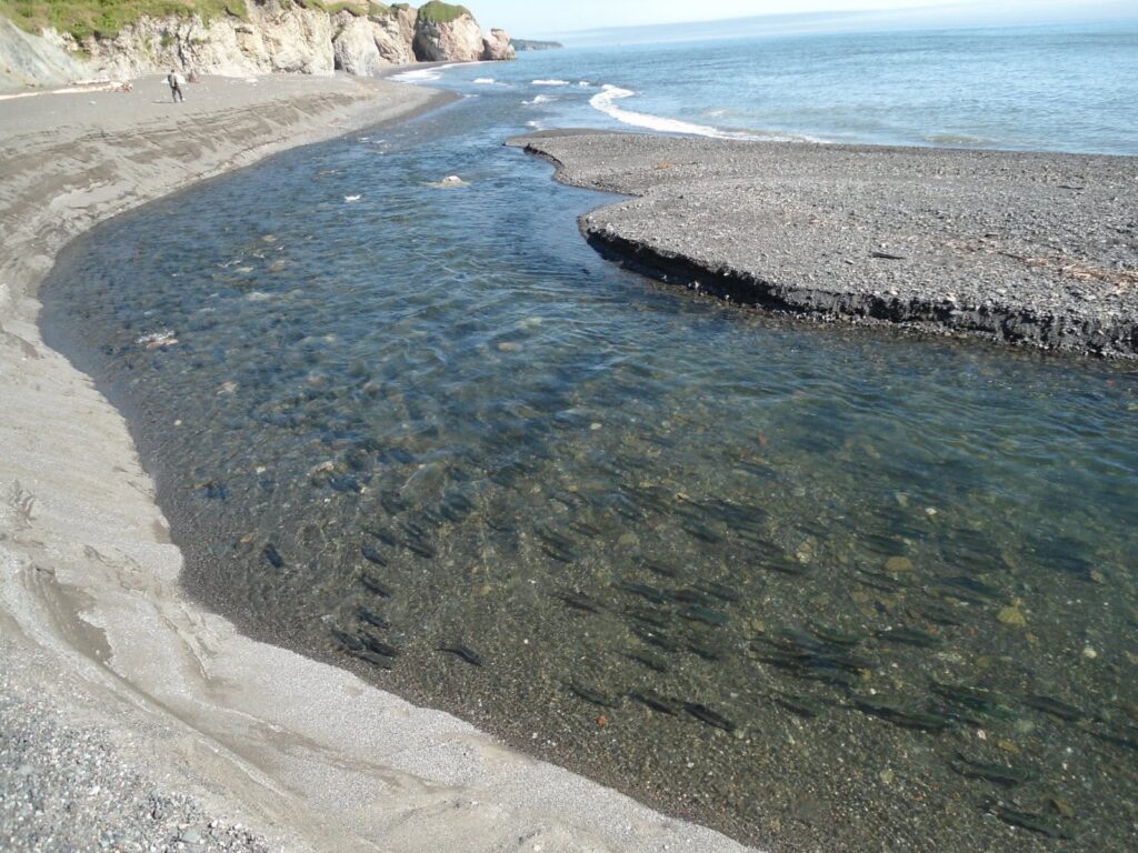 Лососи возвращаются в море